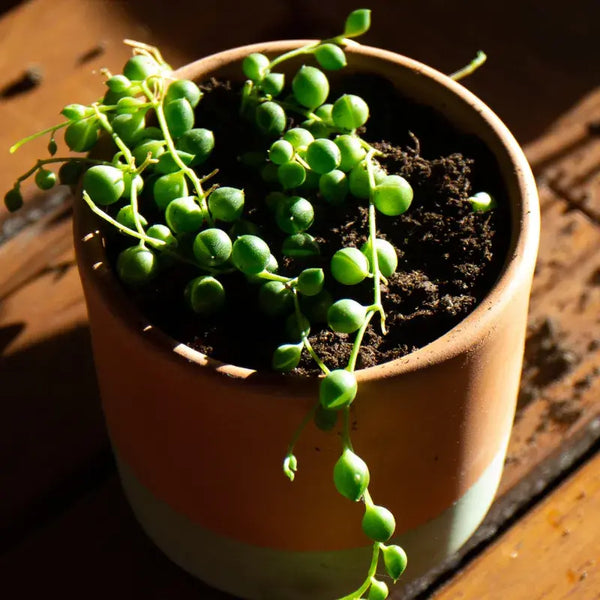 Problemas Plantas Senecio