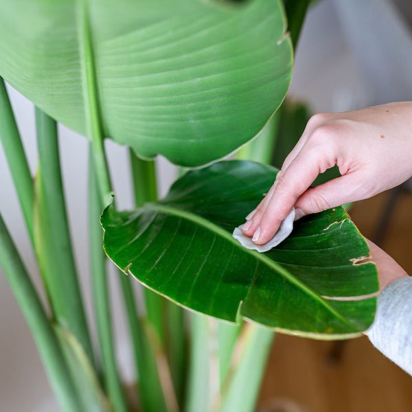Problemas Plantas Strelitzia