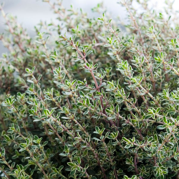 Problemas Plantas Tomilho