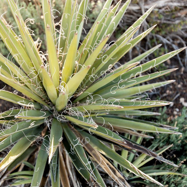 Problemas Plantas Yucca