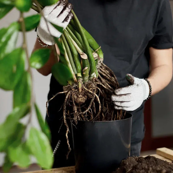 Problemas Plantas Zamioculca