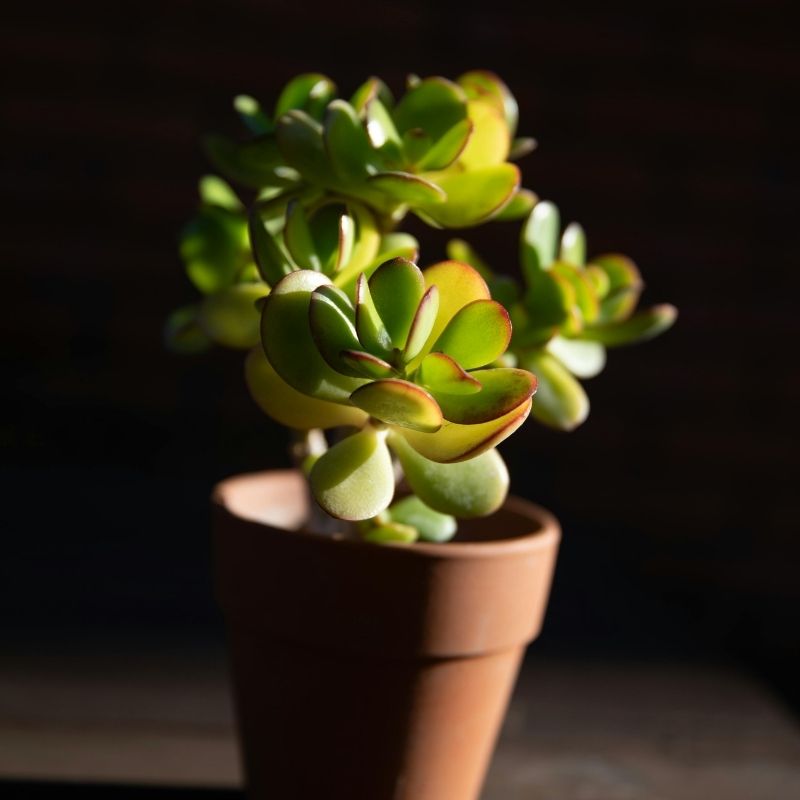 Problemas Plantas Árvore-de-Jade