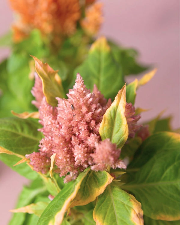 Problemas De La Celosia