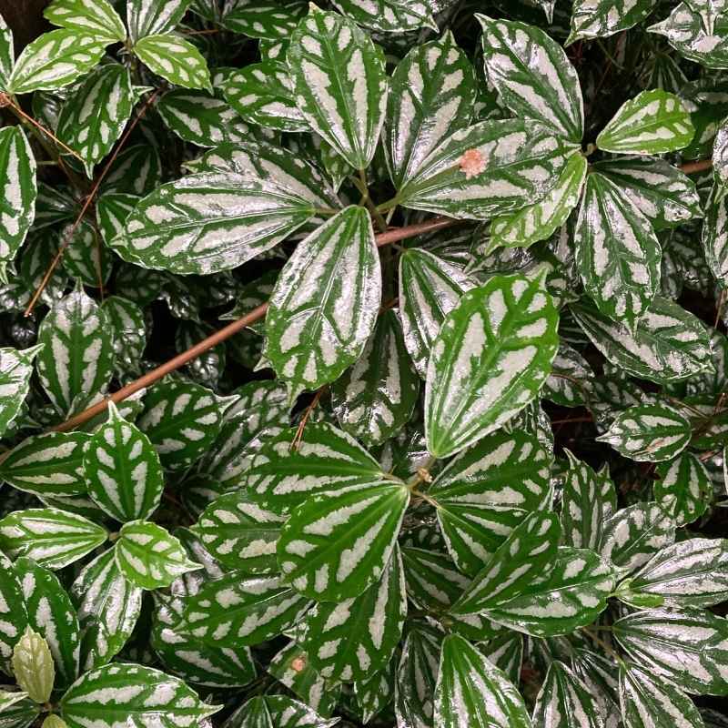 Problemas Plantas Pilea Peperomioides