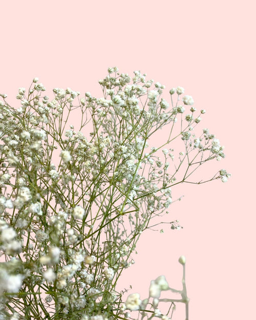 Ramillete de Paniculata Natural - Pur Plant