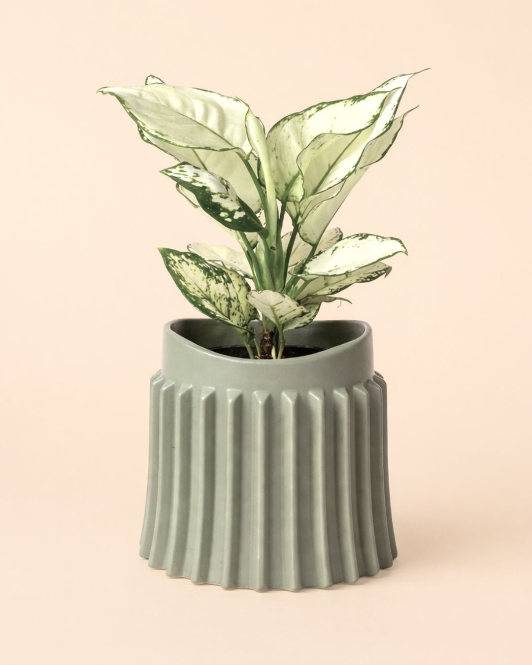 Raw - Maceta Cerámica Gris M 12 cm - Pur Plant