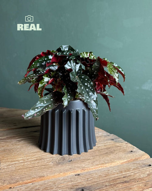 Raw – Maceta Cerámica Negra M 12 cm - Pur Plant