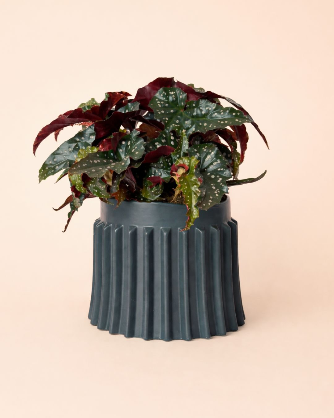 Raw – Maceta Cerámica Negra M 12 cm - Pur Plant