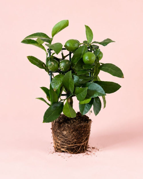 Árbol Limonero M