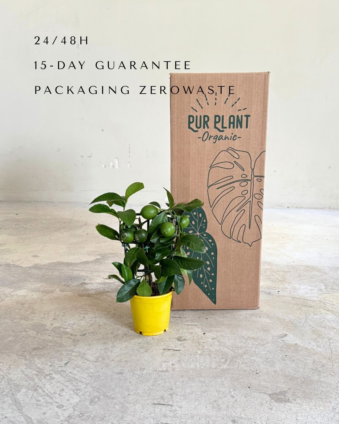 Árbol Limonero M packaging