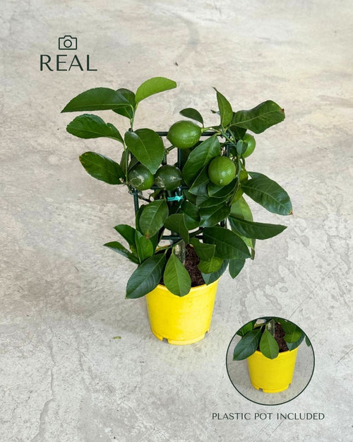 Árbol Limonero M real