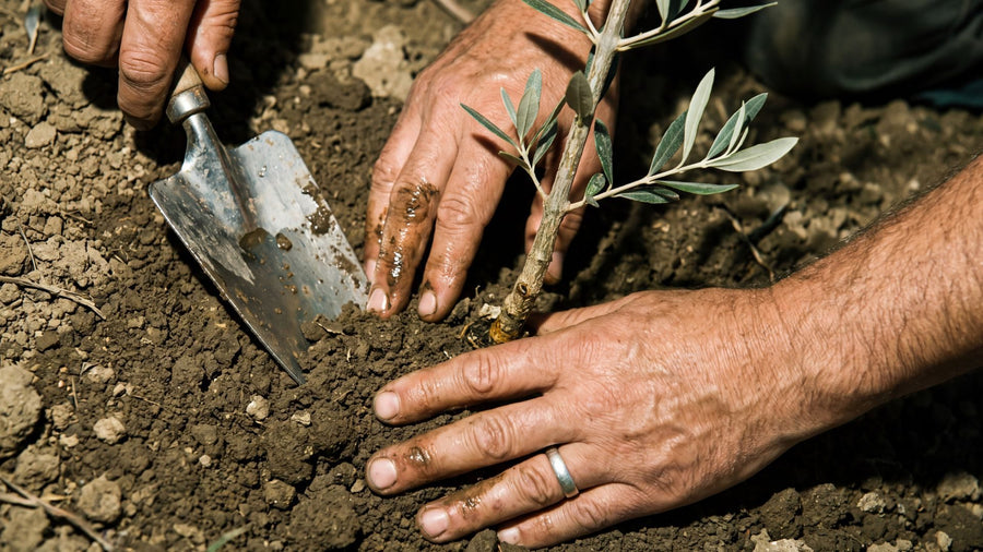 reforestacion-header