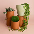 OFEREÇO UMA PLANTA TOP