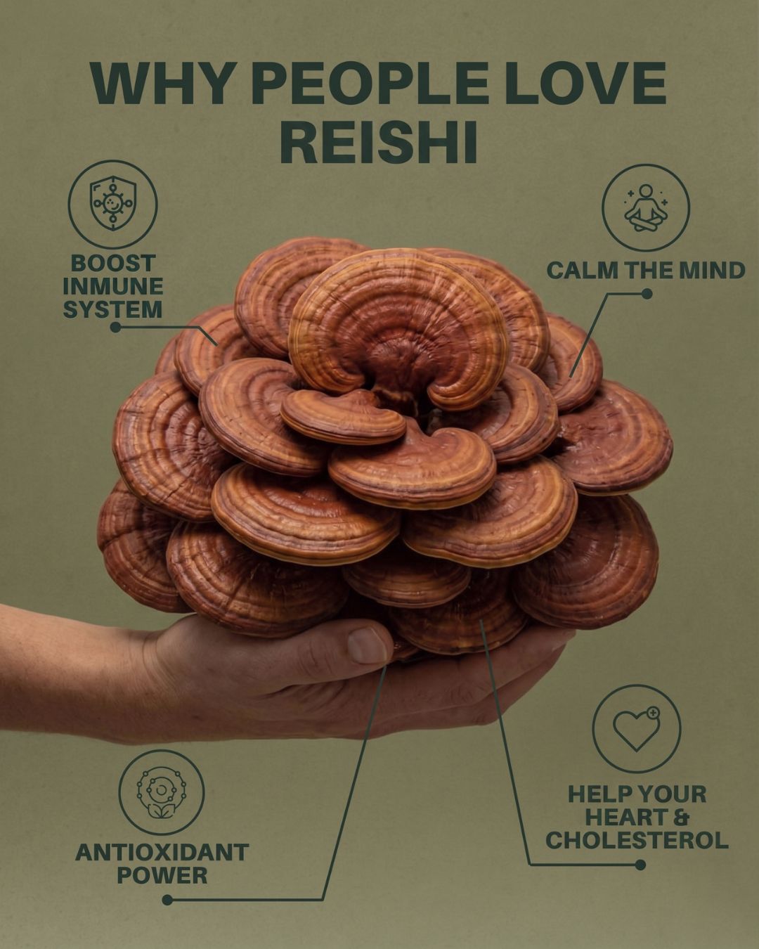 reishi_benefits