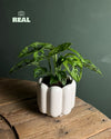 Retro – Maceta Cerámica Blanca Mate M 11 cm - Pur Plant