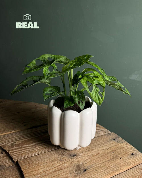 Retro – Maceta Cerámica Blanca Mate M 11 cm - Pur Plant