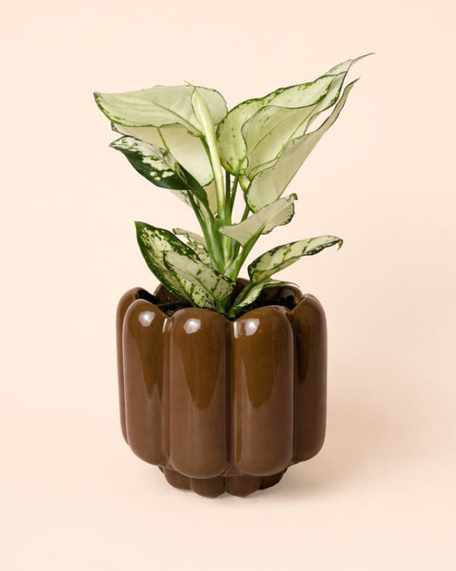 Retro – Maceta Cerámica Marrón M 11 cm - Pur Plant