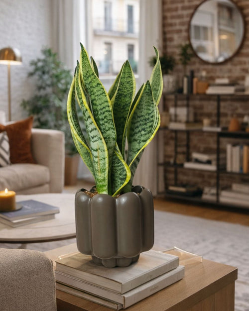 Retro – Maceta Cerámica Marrón Mate M 11 cm - Pur Plant