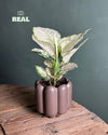 Retro – Maceta Cerámica Marrón Mate M 11 cm - Pur Plant