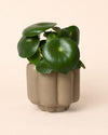 Retro – Maceta Cerámica Moca Mate M 11 cm - Pur Plant