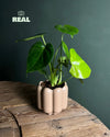 Retro – Maceta Cerámica Moca Mate M 11 cm - Pur Plant
