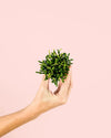 Rhipsalis Mini - Pur Plant