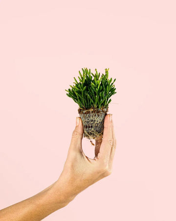 Rhipsalis Mini