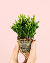Rhipsalis Mini - Pur Plant