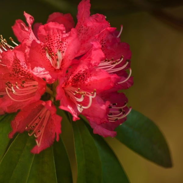 Problemas Rododendro