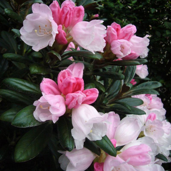 Tipos de Rododendro