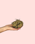 Rosa-de-Jericó