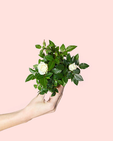 Rosal Branco Mini