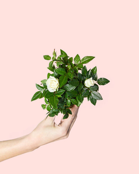 Rosal Branco Mini