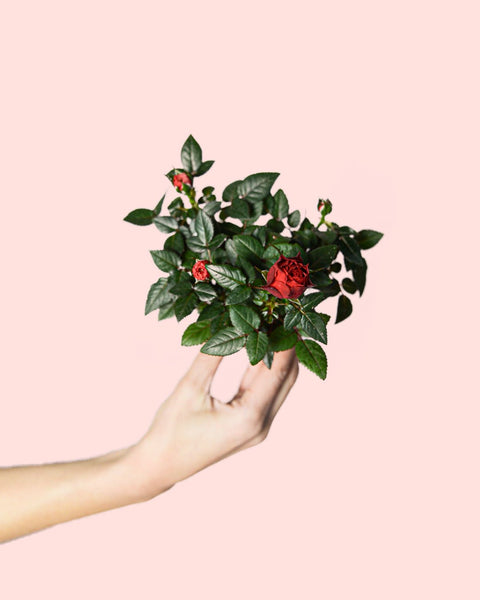 Mini Rosa Vermelha