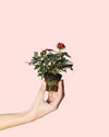 Rosal Rojo Mini - Pur Plant