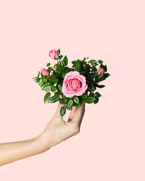 Rosa Rosa Mini