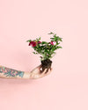 Rosal Variegado Mini - Pur Plant