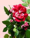 Rosal Variegado Mini - Pur Plant