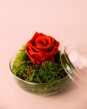Rosa – Rosa Eterna Mini Bola