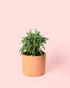 Salvia Officinalis M - Pur Plant