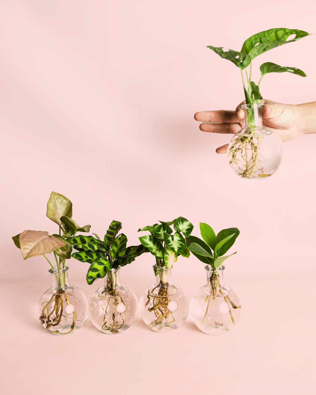 Samoa – Plantas Hidroponia - Pur Plant