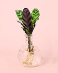 Samoa – Plantas de Hidroponia