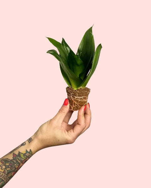 Sansevieria Verde Escura Mini