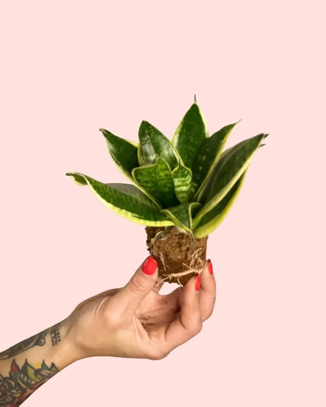 Sansevieria Golden Mini - Pur Plant