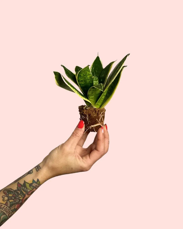 Cómo Cuidar Sansevieria Laurentii