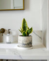 Sansevieria Golden Mini - Pur Plant