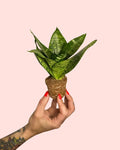 Sansevieria Green Star Mini