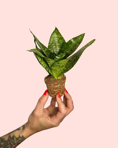 Sansevieria Green Star Mini