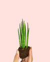 Sansevieria Mikado Mini - Pur Plant