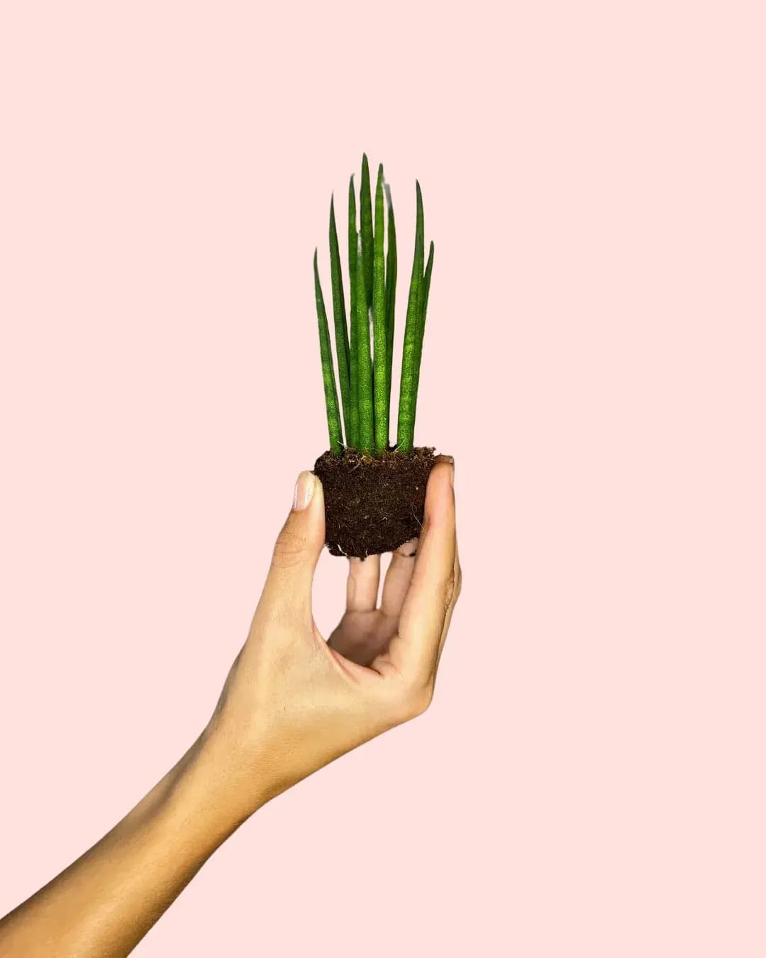 Sansevieria Mikado Mini - Pur Plant